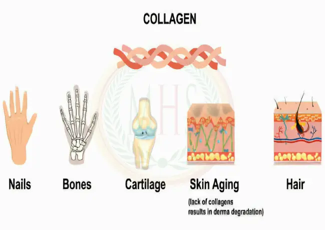 What is the collagen how to work our body system?