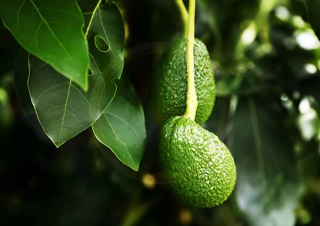 About avocado fruit benefits