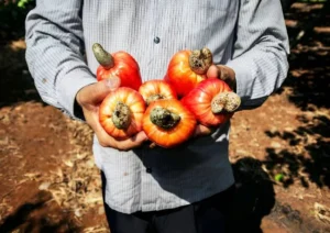 Cashew nuts benefits and side effects (2)