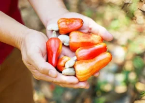 Cashew nuts benefits and side effects