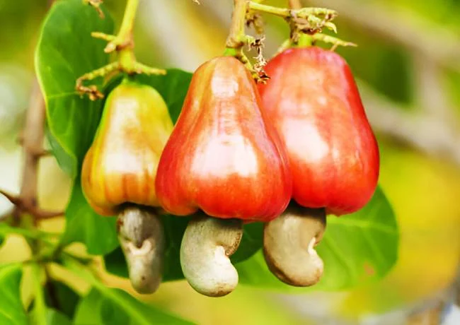 Cashew nuts benefits and side effects 8