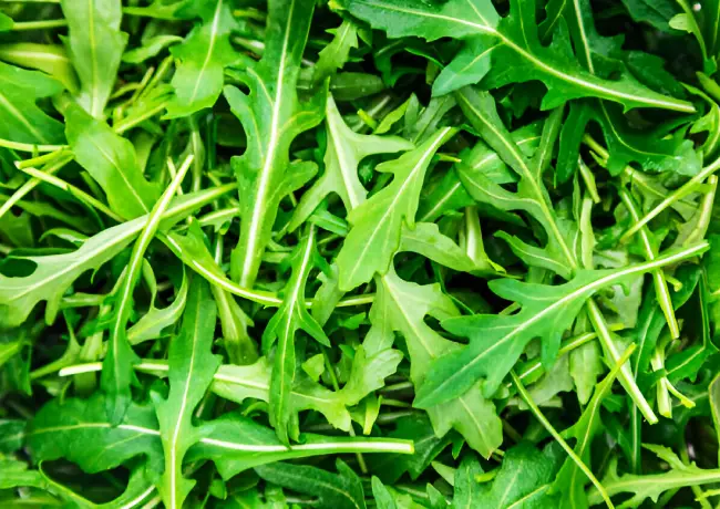 Protein in arugula 5