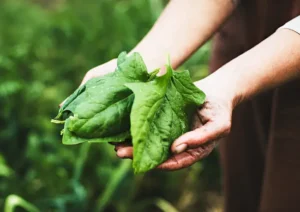 What about spinach benefits nutrients _ (1)