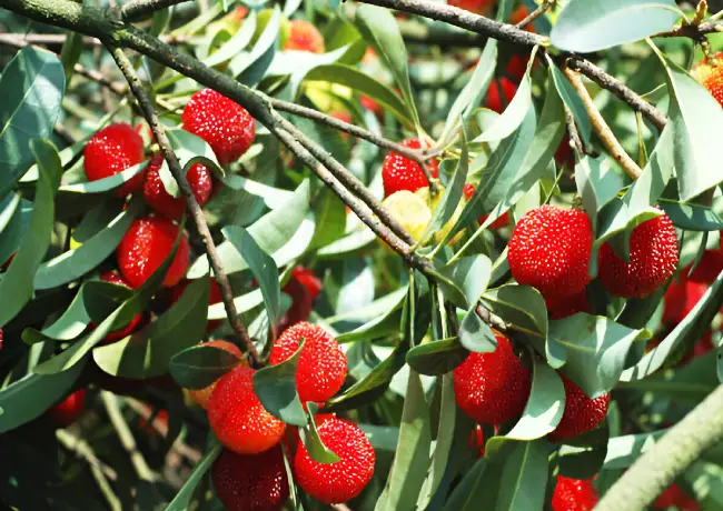 Health benefits of strawberry leaves
