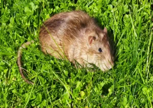 Leptospirosis prevention and control (3)