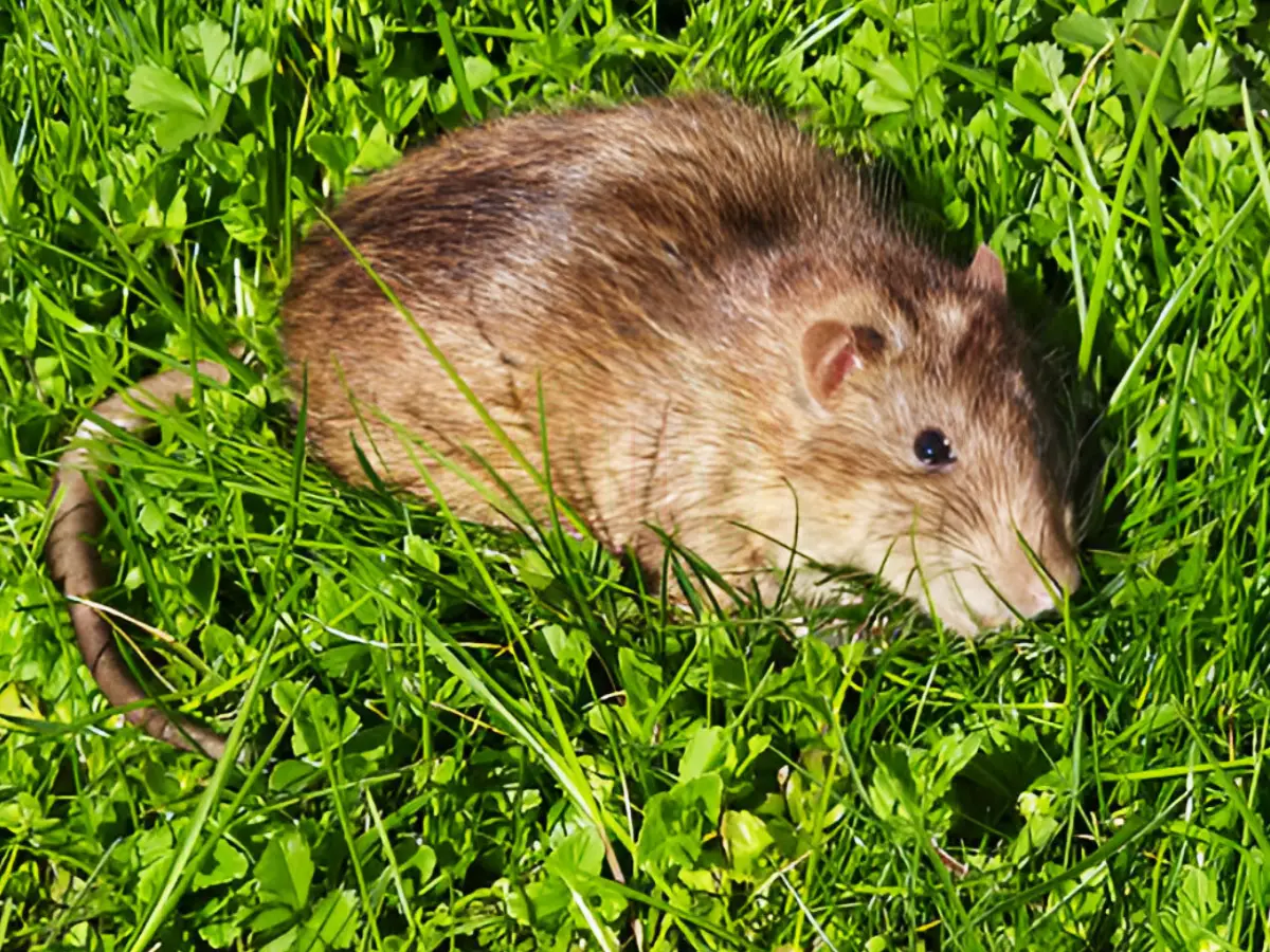 Leptospirosis prevention and control