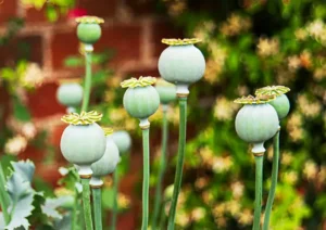 Nutritional value of poppy seeds health benefits (4)