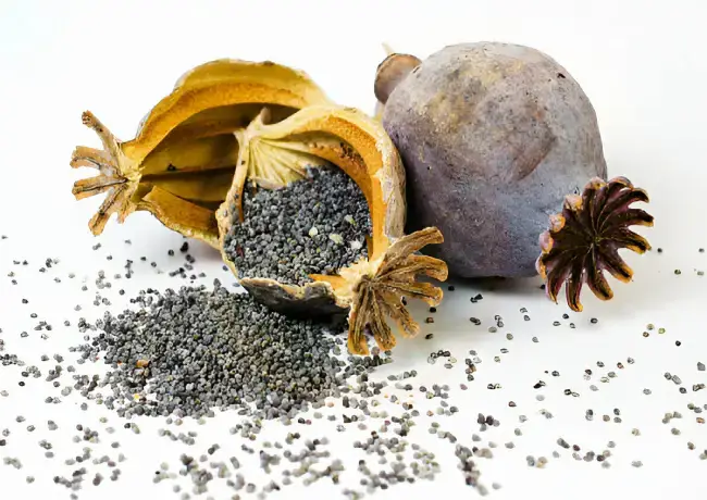 Nutritional value of poppy seeds health benefits