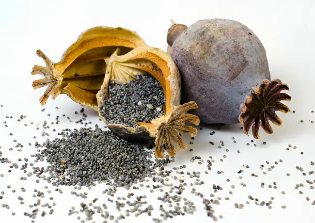 Poppy seed