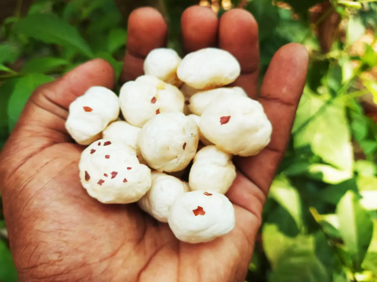 What is makhana makhana benefits for health?