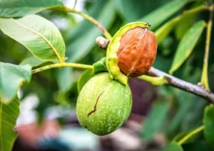 Benefits of eating soaked walnuts daily (1)