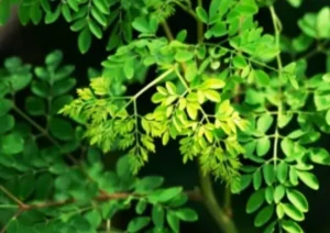 Drumstick and leaves health benefits (4)