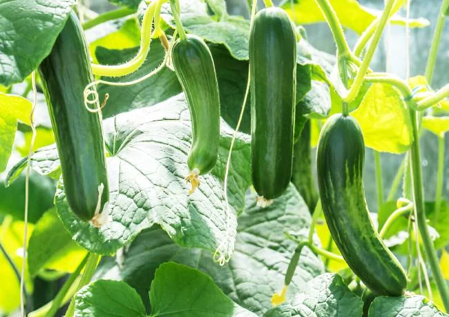 20 health benefits of cucumber 8