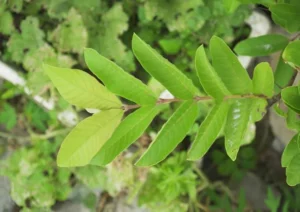 Benefits of drinking guava leaf water (1)