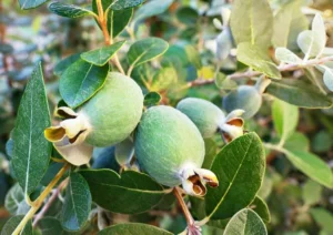 Benefits of drinking guava leaf water (3)
