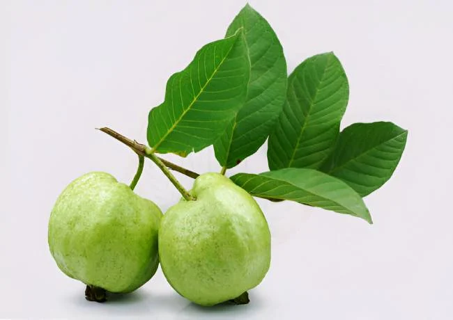 Benefits of drinking guava leaf water