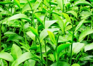 Best diet tea to lose weight fast (2)