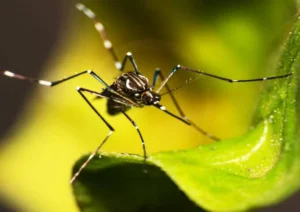 Dengue Fever (2)