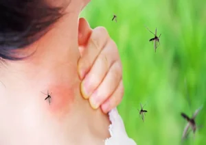 Dengue Fever (3)