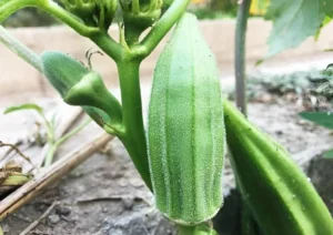 Health benefits of okra water (3)
