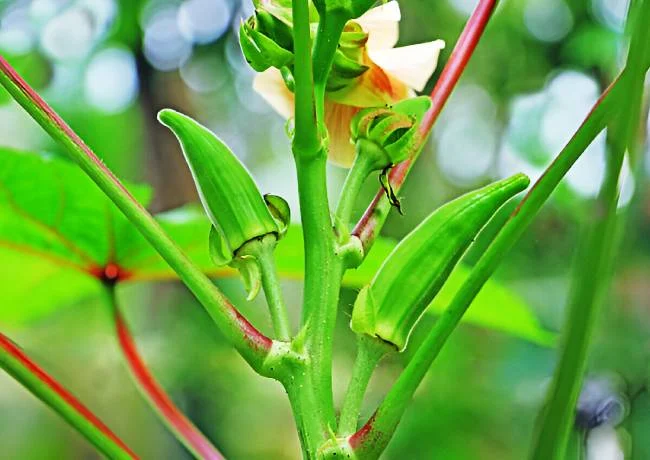 Health benefits of okra water