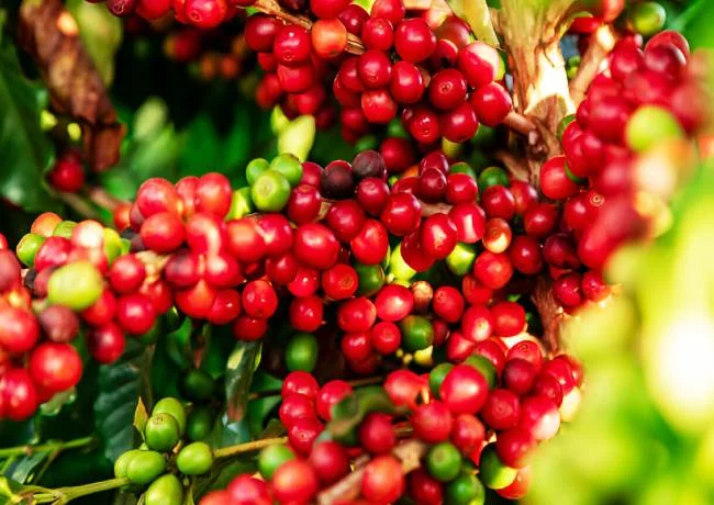 Is black coffee can lose weight
