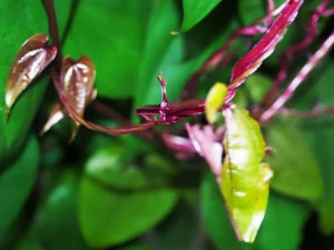 Red Spiderling leaves benefits (1)