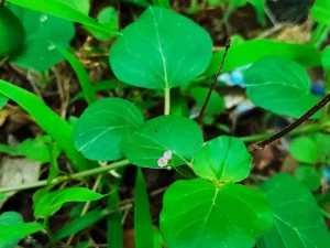 Red Spiderling leaves benefits (2)