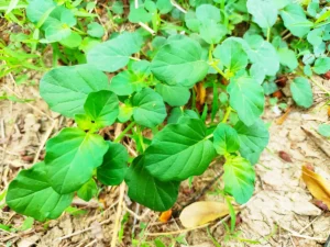 Red Spiderling leaves benefits (3)