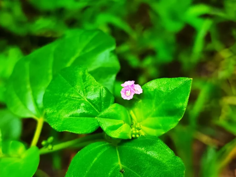 Red Spiderling leaves benefits