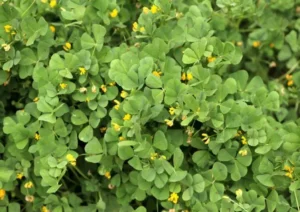 What Fenugreek benefits, how to use_ (1)