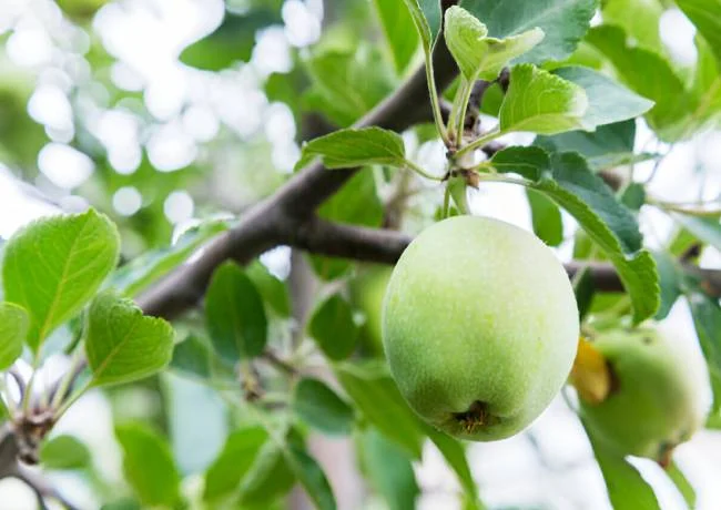 What are health benefits of drinking apple cider vinegar_