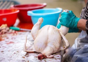 What is salmonella enteritidis bacteria_ (4)