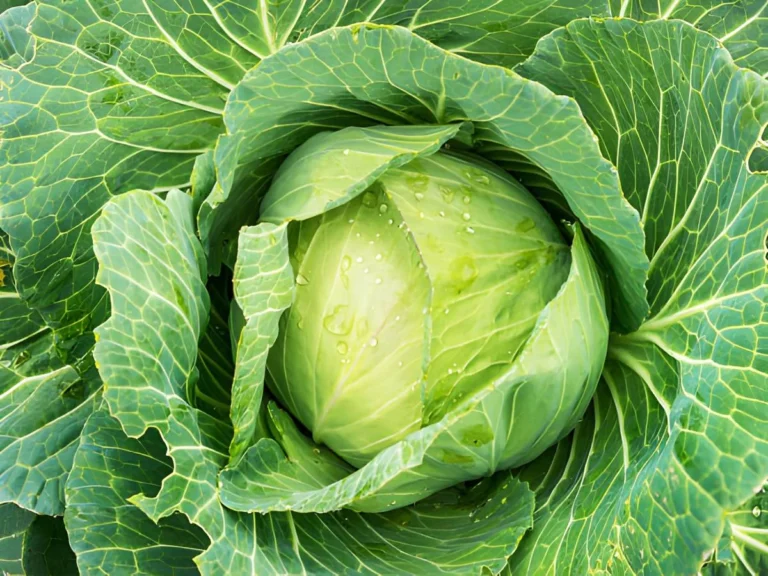 Cabbage soup for weight loss recipe.