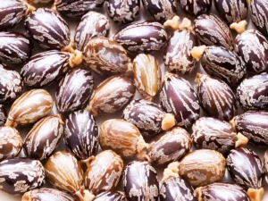 Castor oil is for what_ (2)