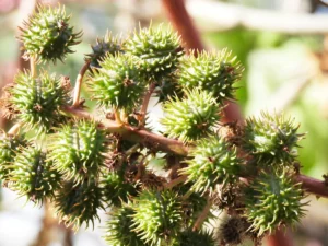 Castor oil is for what_ (3)