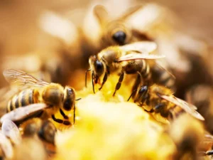 Eating honey health benefits (3)