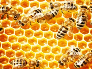 Eating honey health benefits