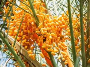 What health benefits do dates provide_ (1)