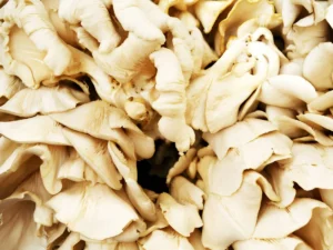10 health benefits of mushrooms (4)