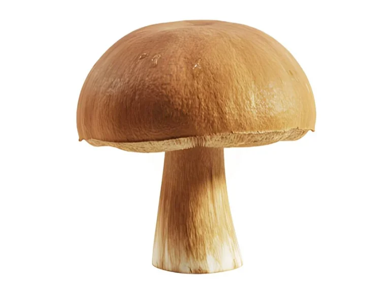 10 health benefits of mushrooms