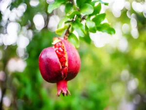 Pomegranate fruit benefits (2)