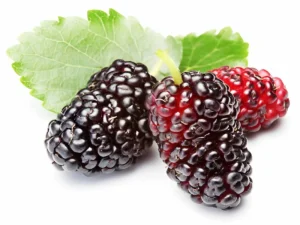 Mulberry benefits for health (1)