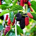 Mulberry benefits for health