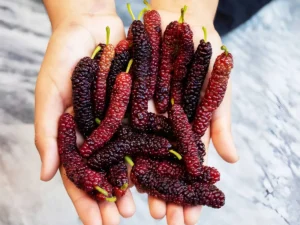 Mulberry benefits for health (2)