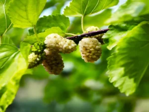 Mulberry benefits for health (3)