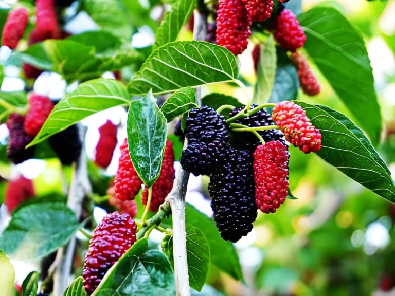 Mulberry benefits for health