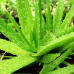 What are the body and beauty benefits of aloe vera_