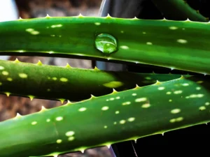 What are the body and beauty benefits of aloe vera_ (2)