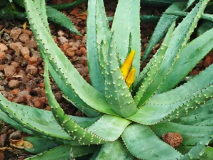 What are the body and beauty benefits of aloe vera_ (3)